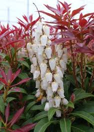 Check spelling or type a new query. Pin On Deer Resistant Plants Zone 9