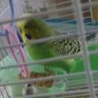 Ciftlesme Oldugunu Ve Diside Yumurta Oldugunu Nasil Anlariz Muhabbet Kusu Forumu Muhabbetkusu Com Tr