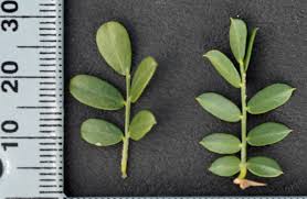 Image result for Ormocarpum trichocarpum