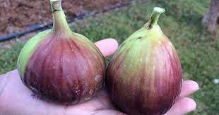 Pokok tin rm100 tesco, puncak alam tut cup iraqi utk dijual rm 100 cod bukit kapar meru klang 0132435354 lain tut cup yg ada luv ponte tressa murse piombinese flander green jourdan lissa. Aneka Varian Pohon Tin Berbuah Besar Dan Anti Pecah Petani Tin Karawang
