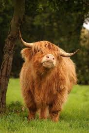 Imgur Com Fluffy Cows Cute Cows Scottish Highland Cow