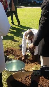 Image result for Vangueriopsis lanciflora