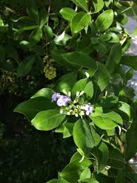 Image result for Vitex trifolia