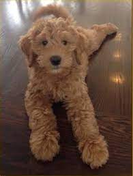 Adorable Goldendoodle Puppies Phoenix Avondale Chandler Mesa Gilbert Arizona Goldendoodle Puppy Goldendoodle Puppies And Kitties