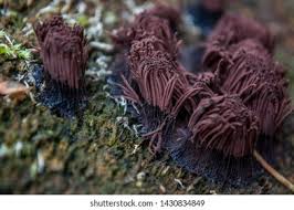 Image result for Stemonitis fusca