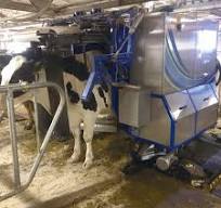 つなぎ牛舎用搾乳ロボット ロボマックス｜株式会社ピュアライン ...