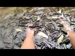 Wisata Pemancingan Dan Lesehan Talangagung Malang Youtube