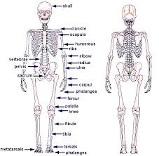 Free Diagrams Human Body Human Skeleton Chart Diagram