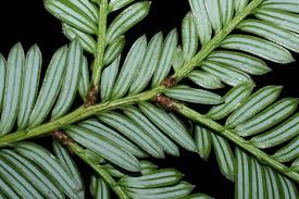 Image result for Podocarpaceae