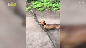 Please my friend thinks he is smart. 50 Funny Things To Watch When You Re Stuck Inside And Need A Laugh
