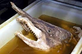 Owston turned the shark over to professor kakinchi mitsukuri over at the university of tokyo, who in turn handed it off to american ichthyologist david starr jordan. Goblin Shark Ocean Treasures Memorial Library