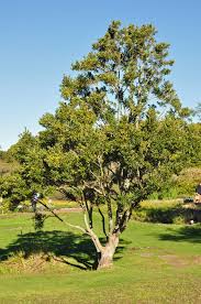 Image result for Ilex mitis