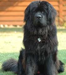 Black And Brown Large Dog Breeds 10 Largest Dog Breeds Curiosity Aroused Best Big Dogs Best Big Dog Breeds Big Dog Breeds