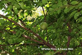 Image result for Xylocarpus