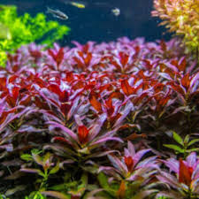 Image result for Hygrophila spiciformis