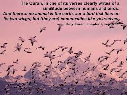 Quran 6 38 And There Is No Animal In The Earth Nor A Bird That Flies On Its Two Wings But They Are Communities Like Yourselve Bird Quotes Pet Birds Birds