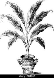 Image result for Priva flabelliformis