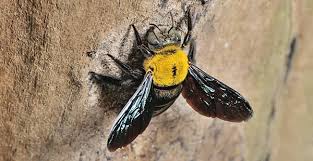 Carpenter bee's favorite type of treat is sunflower seeds. 3 Truths About Carpenter Bees That May Surprise You