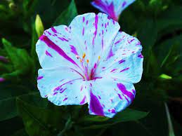 Check spelling or type a new query. 10 Most Beautiful Flowers In The World