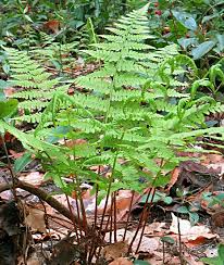 Image result for Deparia