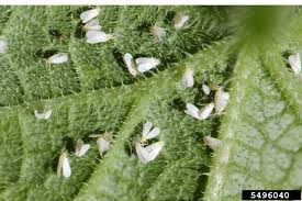 Image result for whitefly in cucumber