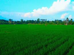 Menggambar hasil yang asli memang bisa dikatakan cukup sulit, maka dari itu kalian harus belajar. Pemandangan Alam Dan Sawah Steemit