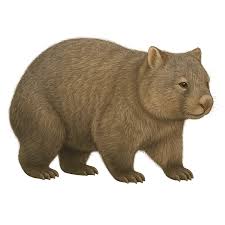 Image result for Common wombat