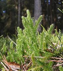Image result for Lycopodiaceae