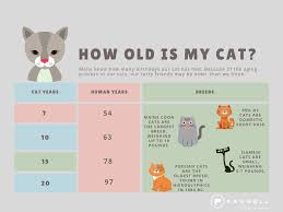 Find out how old your cat really is with our nifty guide on cat years to human years. How Old Is My Cat