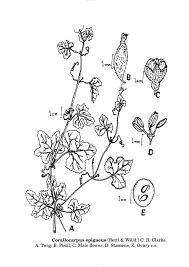 Image result for Corallocarpus epigaeus