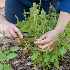 To harvest rosemary, wait until spring or summer since that's when rosemary grows most actively. When And How To Harvest Herbs For Medicinal Use Storey Publishing
