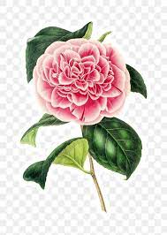 Hand Drawn Pink Camellia Flower Sticker With A White Border Design Element Free Image By
