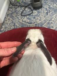 Image result for scabies rabbits ears