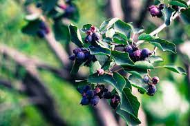 Jun 23 the taste of a saskatoon berry is actually quite difficult to describe. Saskatoon Bush Care How To Grow Saskatoon Shrubs In The Garden