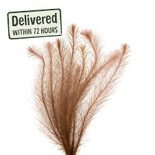 Image result for Rotala gossweileri