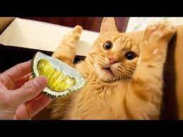 Youtube Cat Quotes Funny Cats Smelling Cat Gif