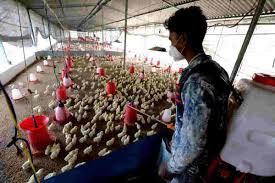 Craig venter institute (jcvi), are deposited in genbank, and these data have been used to create the influenza virus resource. Epidemia Di Influenza Aviaria In India Abbattuti Migliaia Di Uccelli