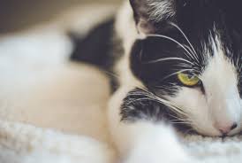 I would come back if i needed to get another one of my pets spayed or neutered. Veterinary Faqs Garden Grove Ca 92845 Vet Care Pet Clinic
