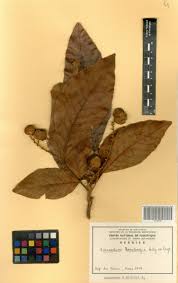 Image result for Eriocoelum