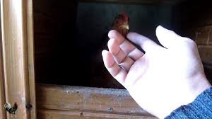Also, you all better know i'm just playin'. Chickens Are Worshiping The Caresses Loving Animals Means Loving All Animals Agrokota Gr Youtube