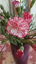 Image result for Dianthus chimanimaniensis