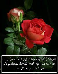Show him how much your are happy for him. Red Rose Information In Urdu