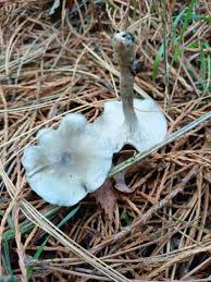 Image result for Trichopteryx fruticulosa
