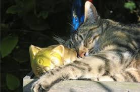 Tod Von Haustieren Im Himmel Warten Hund Und Katze Panorama Stuttgarter Zeitung