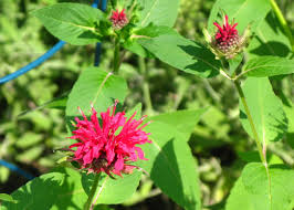 Image result for Dianthus chimanimaniensis