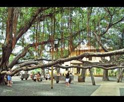 Banyan Tree Maui Lahaina Maui Maui Vacation West Maui