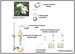 Flowers for madison offers same day flower & gift basket delivery for madison at very low rates. Molecules Free Full Text Identification Of Peptides In Flowers Of Sambucus Nigra With Antimicrobial Activity Against Aquaculture Pathogens Html