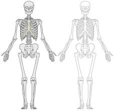 At the end this module please note that anatomical conventional radiology could be useful for usual practice, which is why you may find some labeled digital radiographs. Amazon Com Human Body Skeleton Diagram Laminated Dry Erase Sign Poster 36x24 Posters Prints