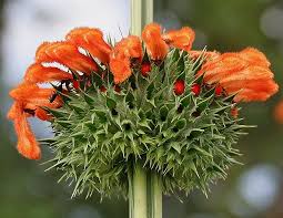 Image result for Leonotis myrothamnifolia