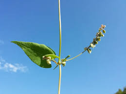 Image result for Fallopia